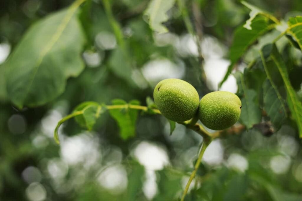 Wallnut Plants